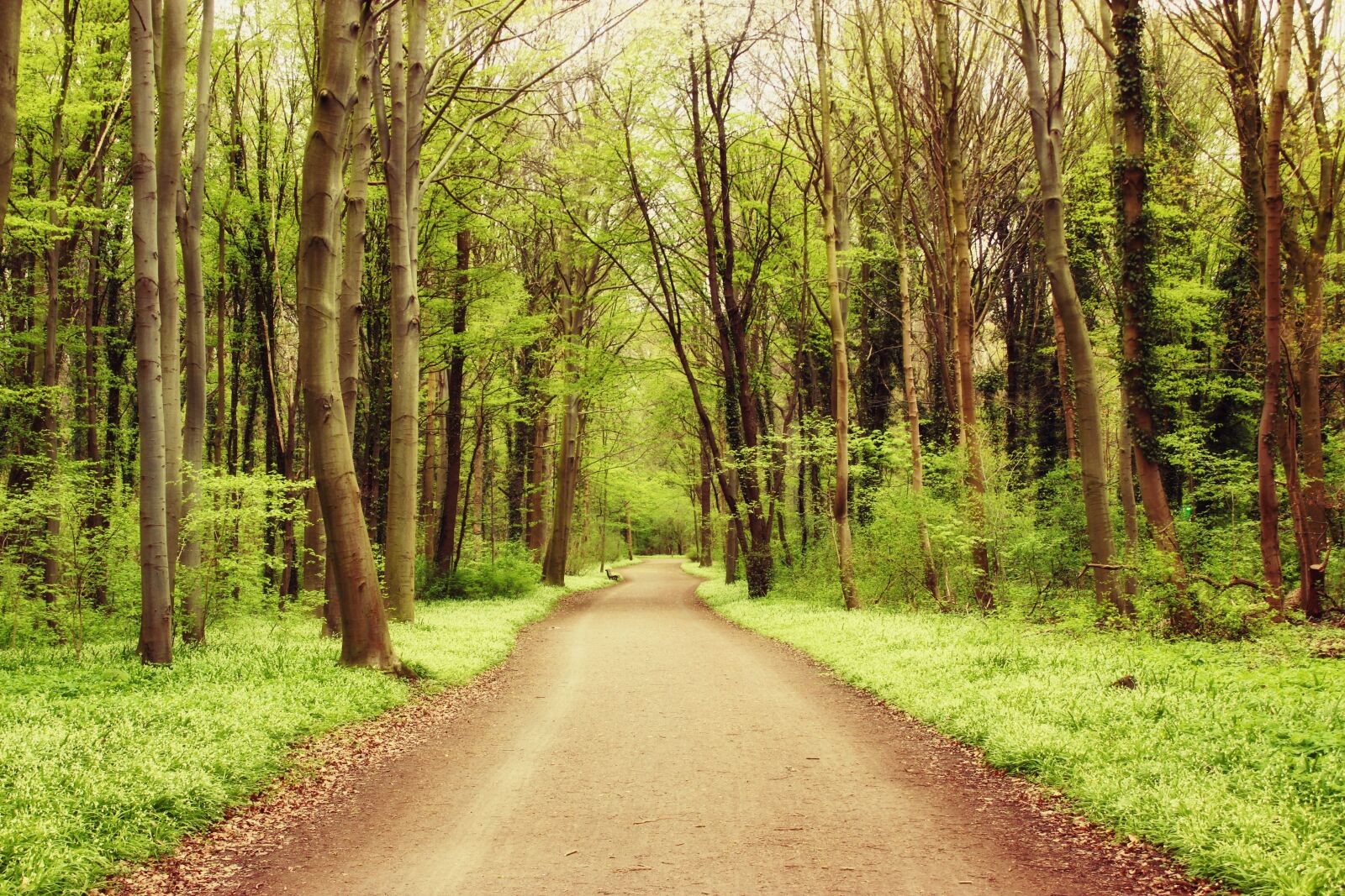 Canon EOS 600D (Rebel EOS T3i / EOS Kiss X5) sample photo. Forest, nature, landscape photography