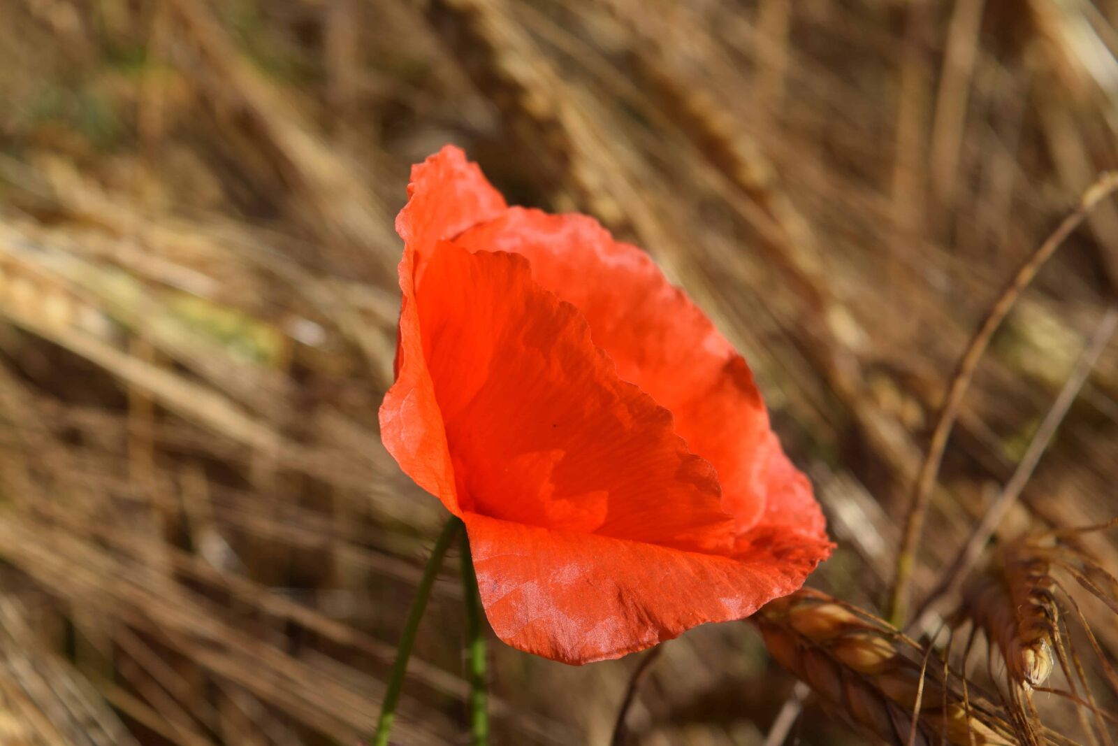 Nikon D3300 sample photo. Flower, nature, flora, summer photography