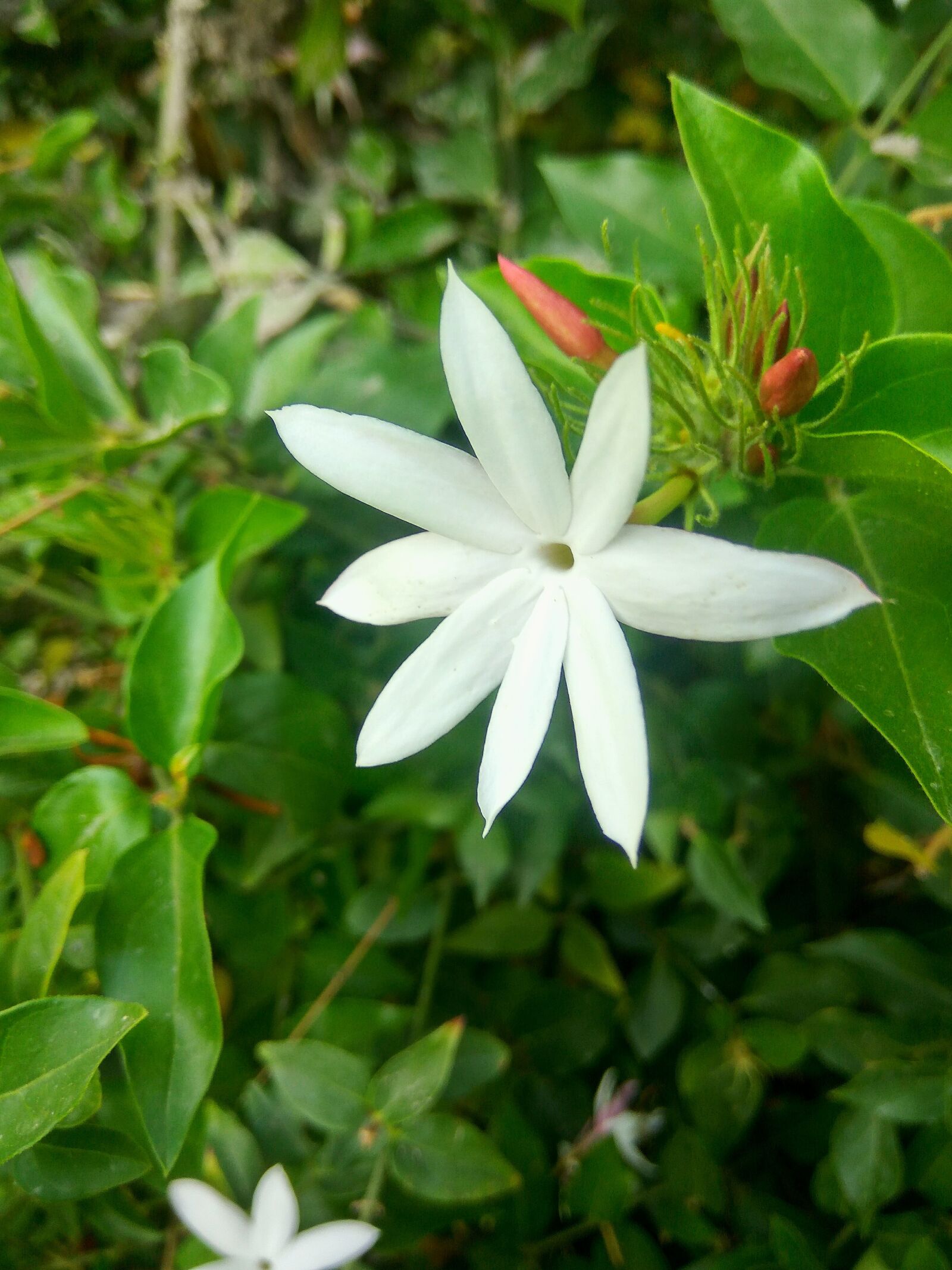 Xiaomi Redmi Note3 sample photo. Flower, nature, leaf photography