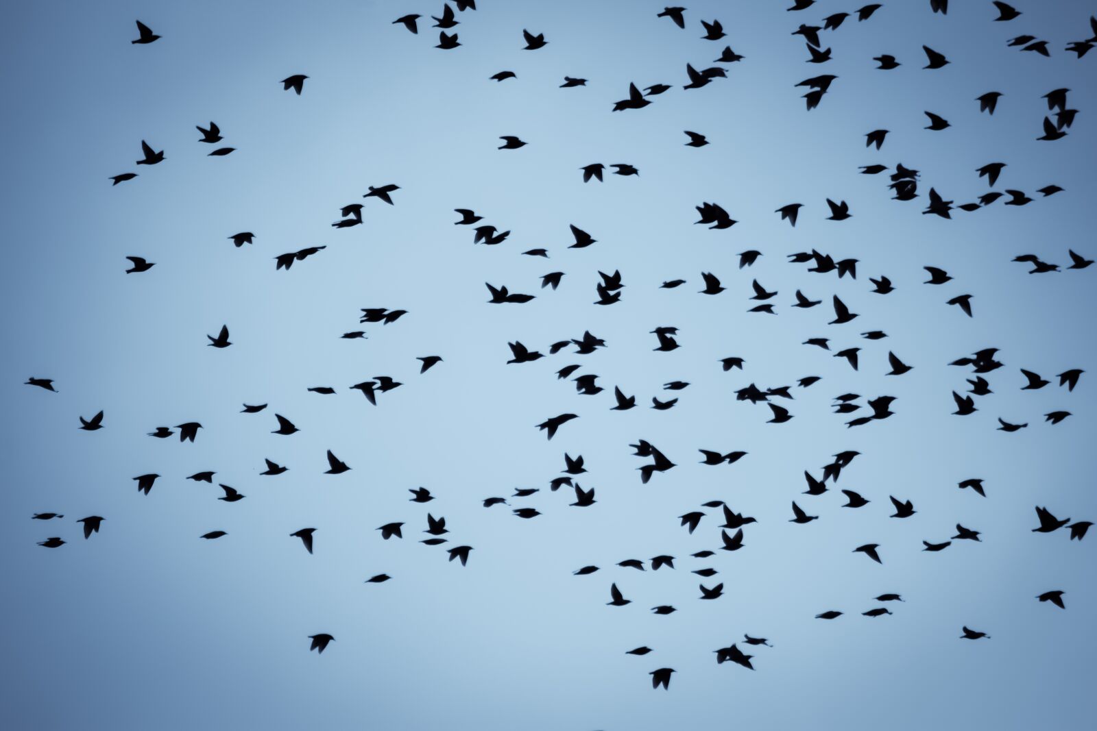 Nikon D3300 sample photo. Birds, flock, wildlife photography