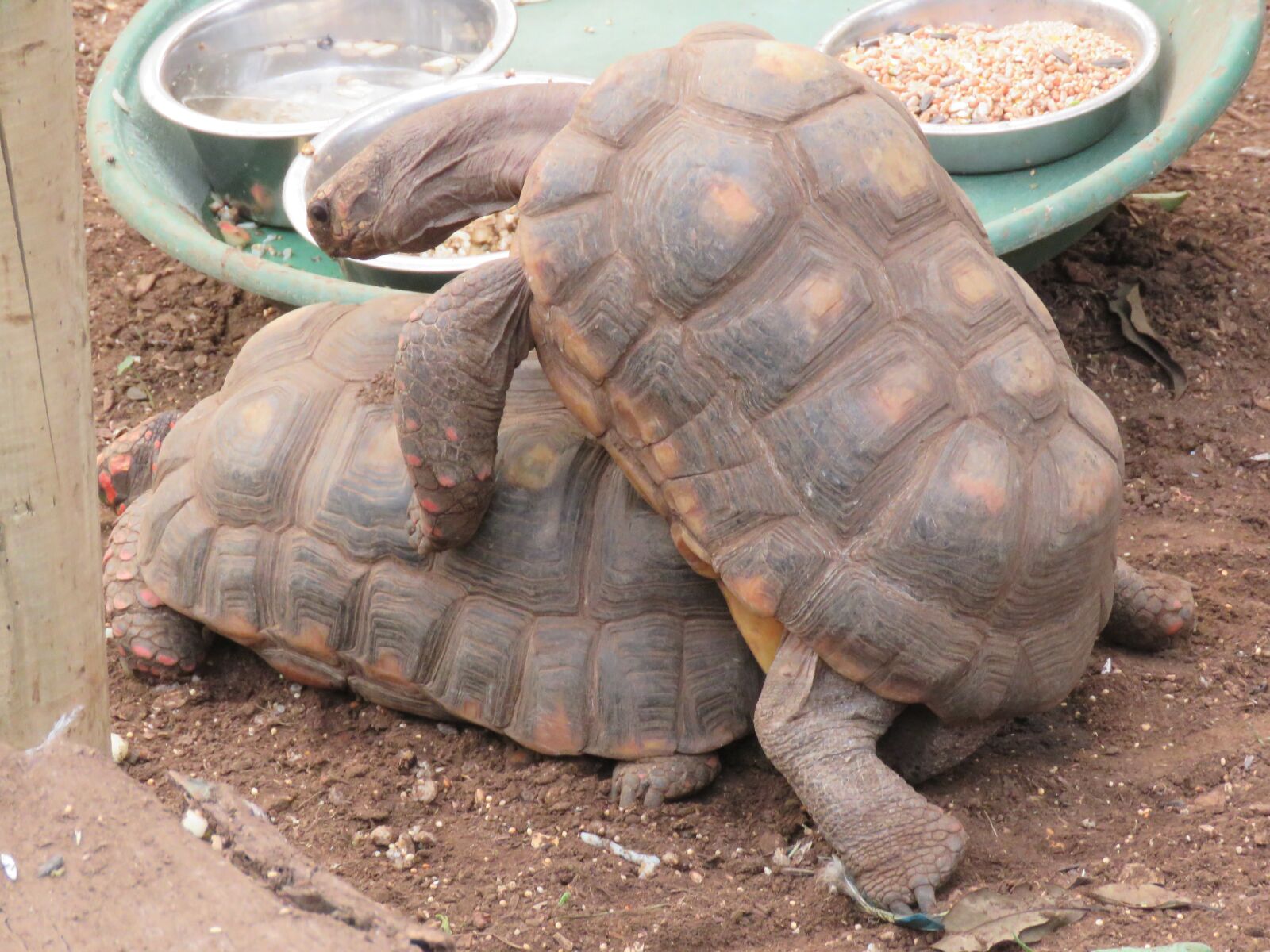Canon PowerShot SX60 HS sample photo. Tortoise, mating, reptile photography
