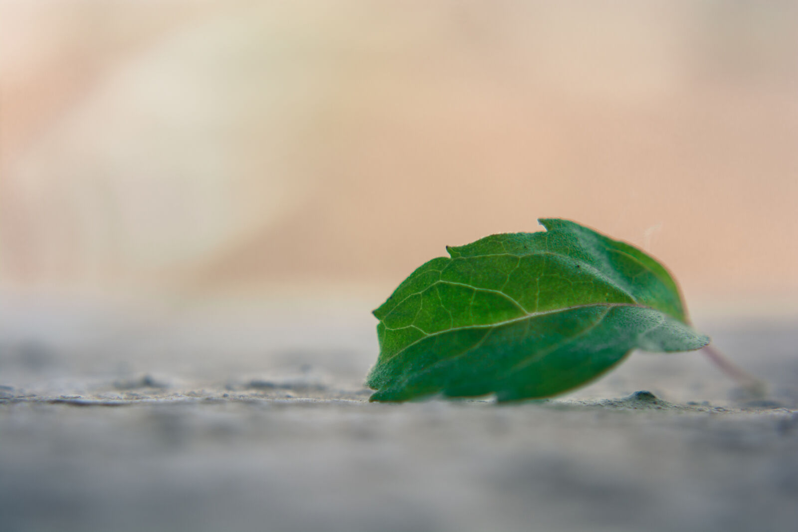 Nikon D5200 sample photo. Basil, blur, close, up photography