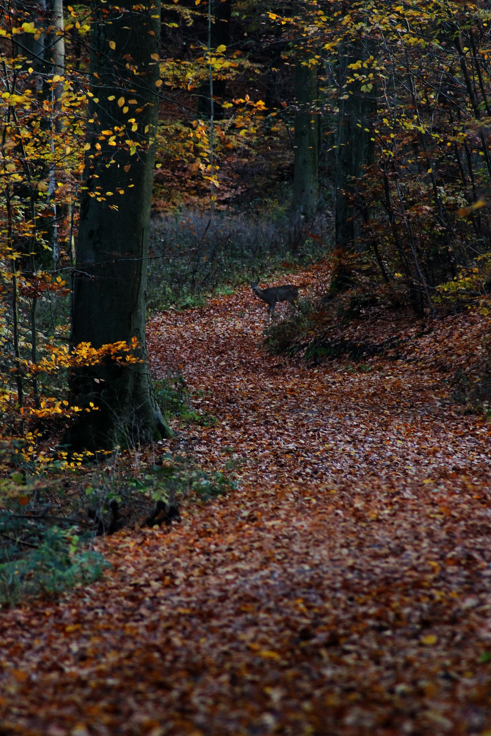 Canon EOS 1100D (EOS Rebel T3 / EOS Kiss X50) sample photo. Forest, autumn, leaves photography