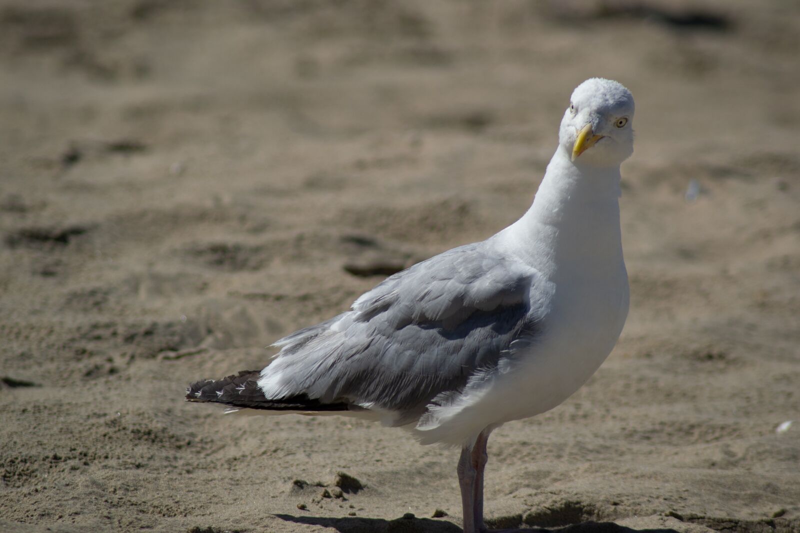 Nikon D3100 sample photo. Bird, beach, sea photography