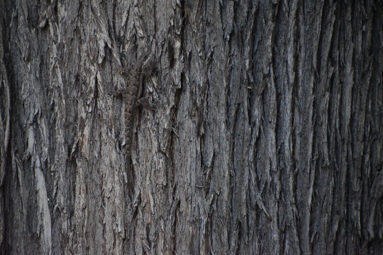 Nikon D3500 sample photo. Tree, trunk, wood photography
