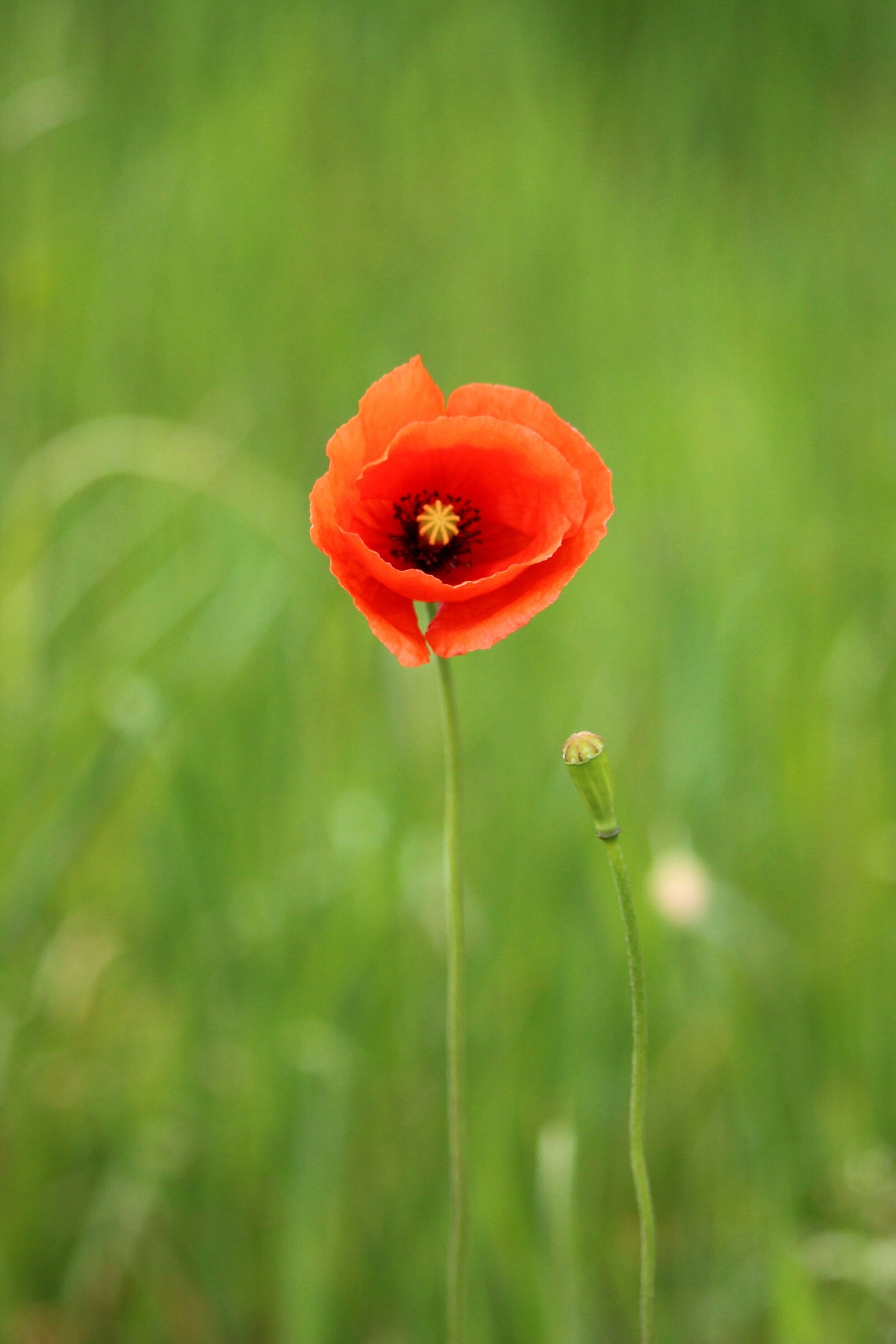 Canon EF-S 55-250mm F4-5.6 IS STM sample photo. Poppy, field, nature photography