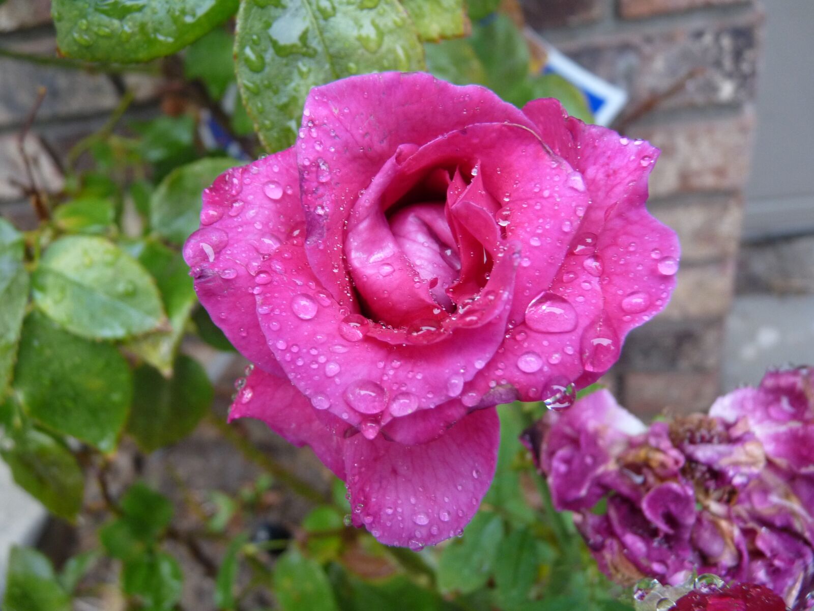 Panasonic Lumix DMC-FZ28 sample photo. Rose, pink, wet photography