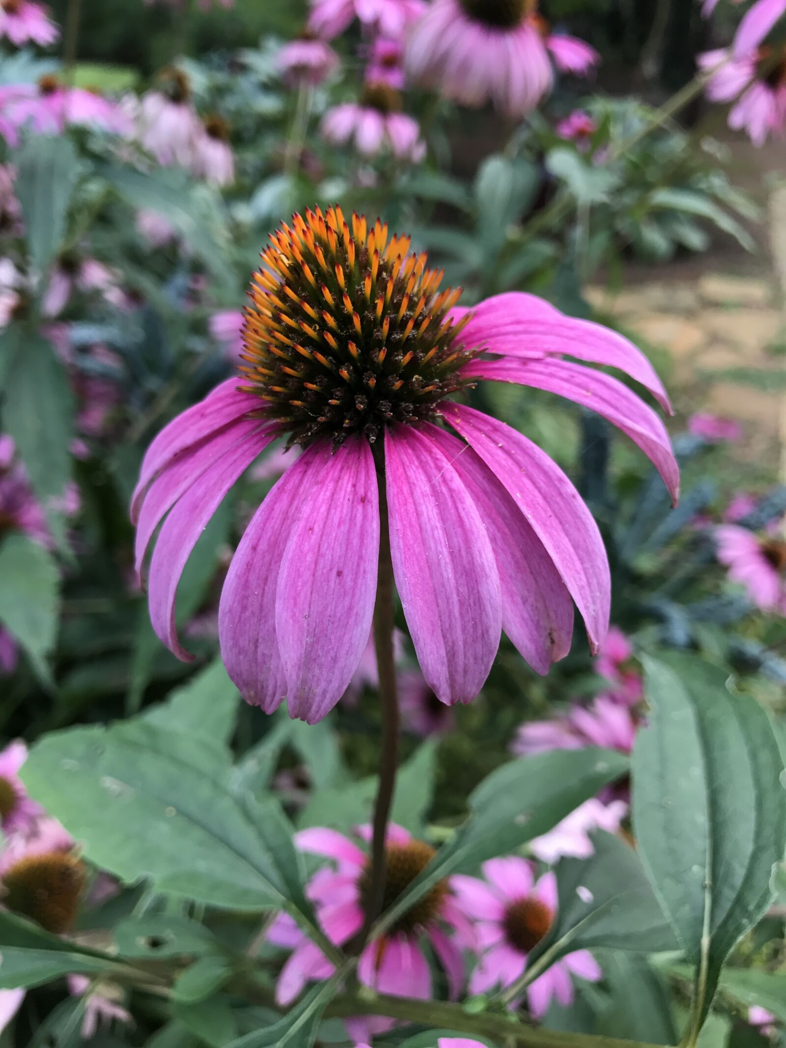 Apple iPhone 7 sample photo. Coneflower, nature, cone flower photography