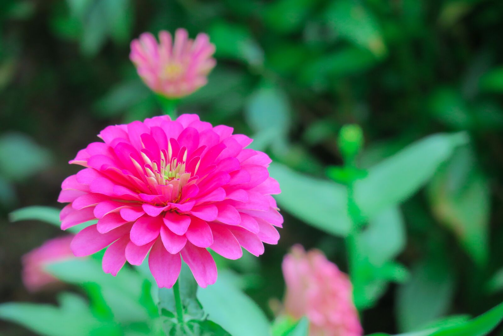 Canon PowerShot G3 X sample photo. Tea, flower, flowers photography