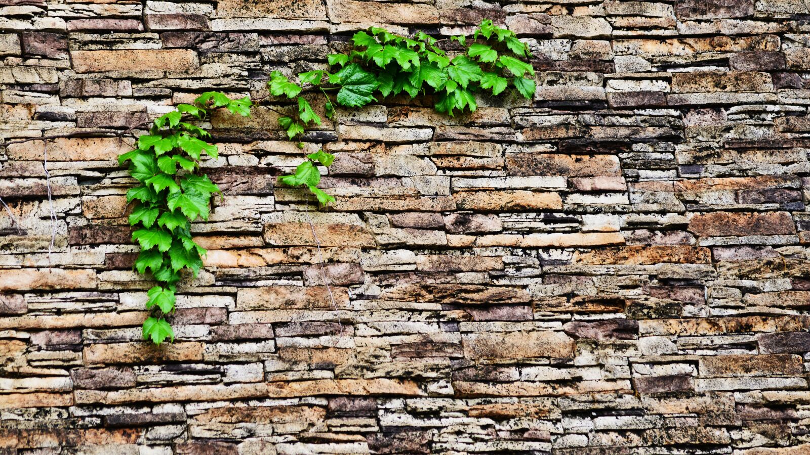 Nikon D800 sample photo. Ivy, abstract, brick photography