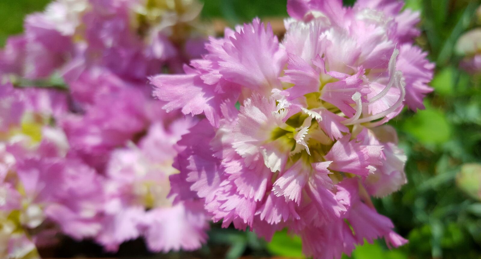 Samsung GALAXY S6 edge sample photo. Pink, flower, garden photography