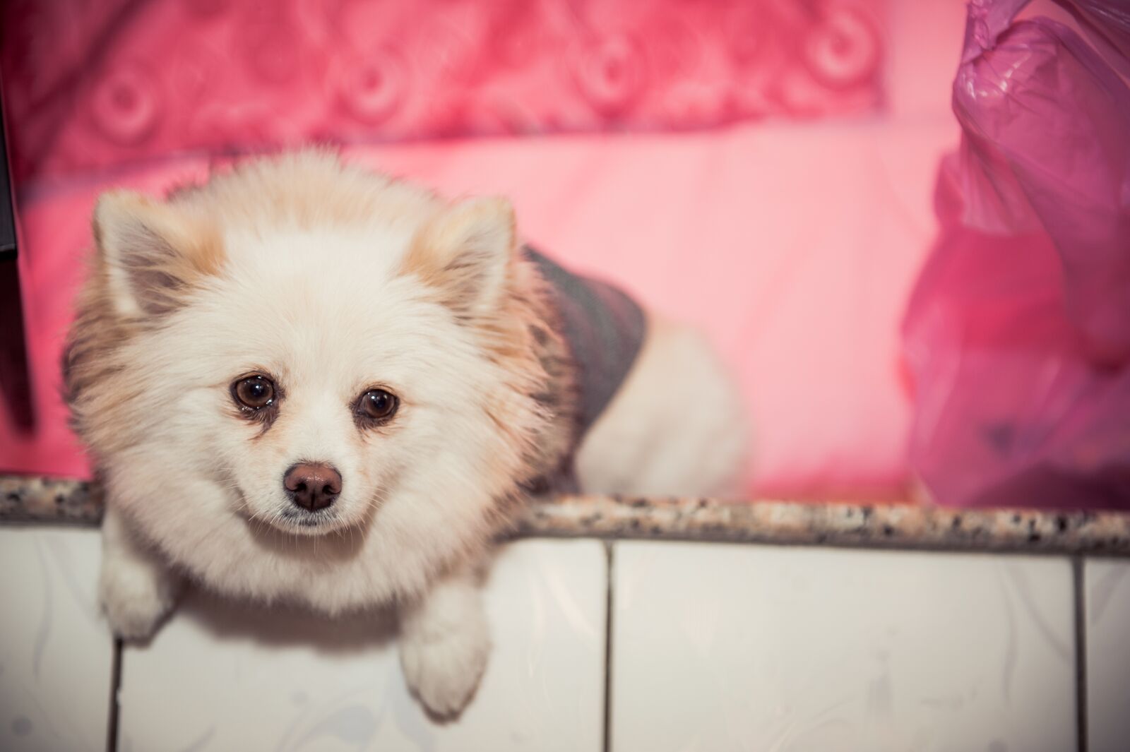 Nikon D700 sample photo. Dog, niki, wedding day photography
