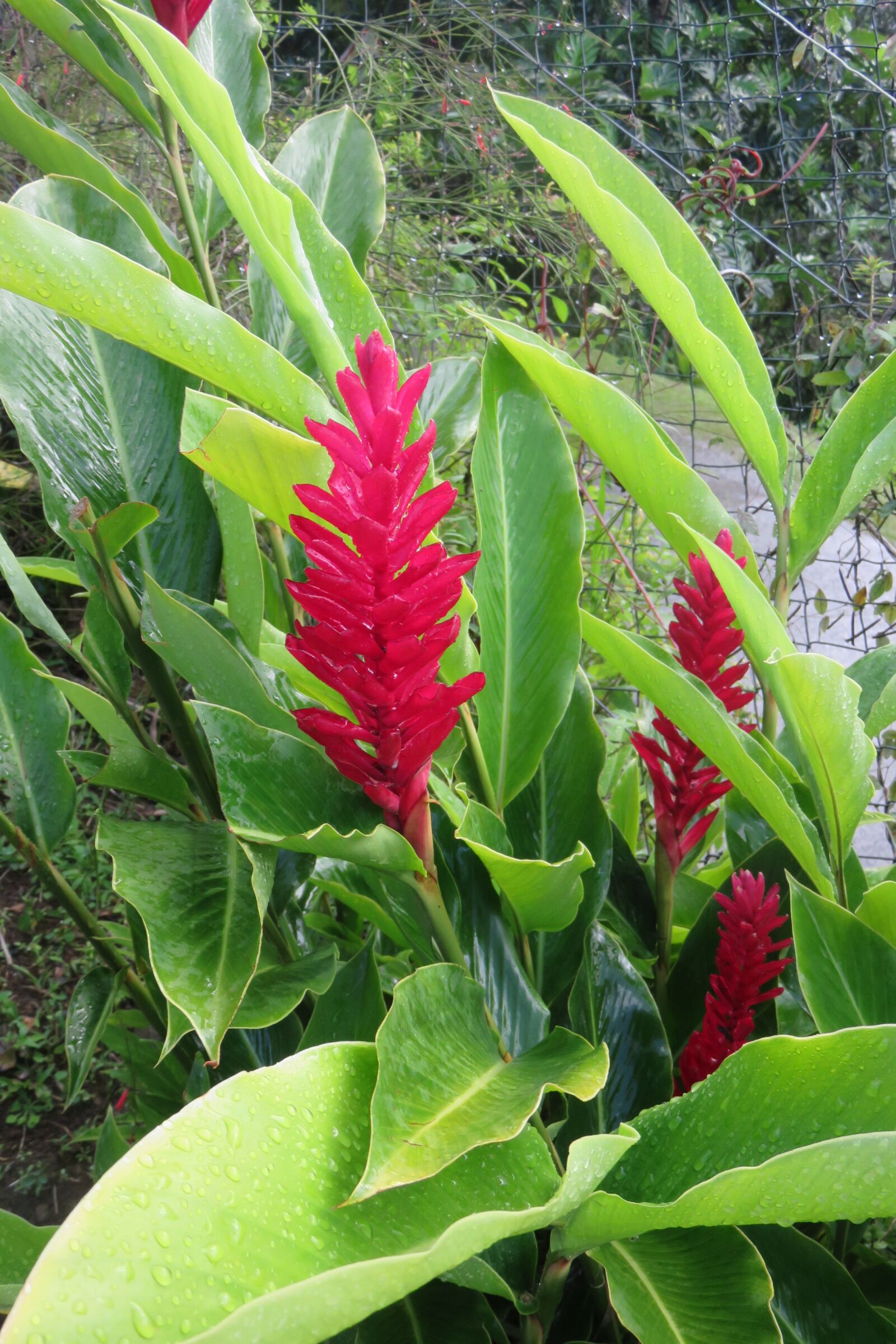 Canon PowerShot SX700 HS sample photo. West indies, exotic, flower photography