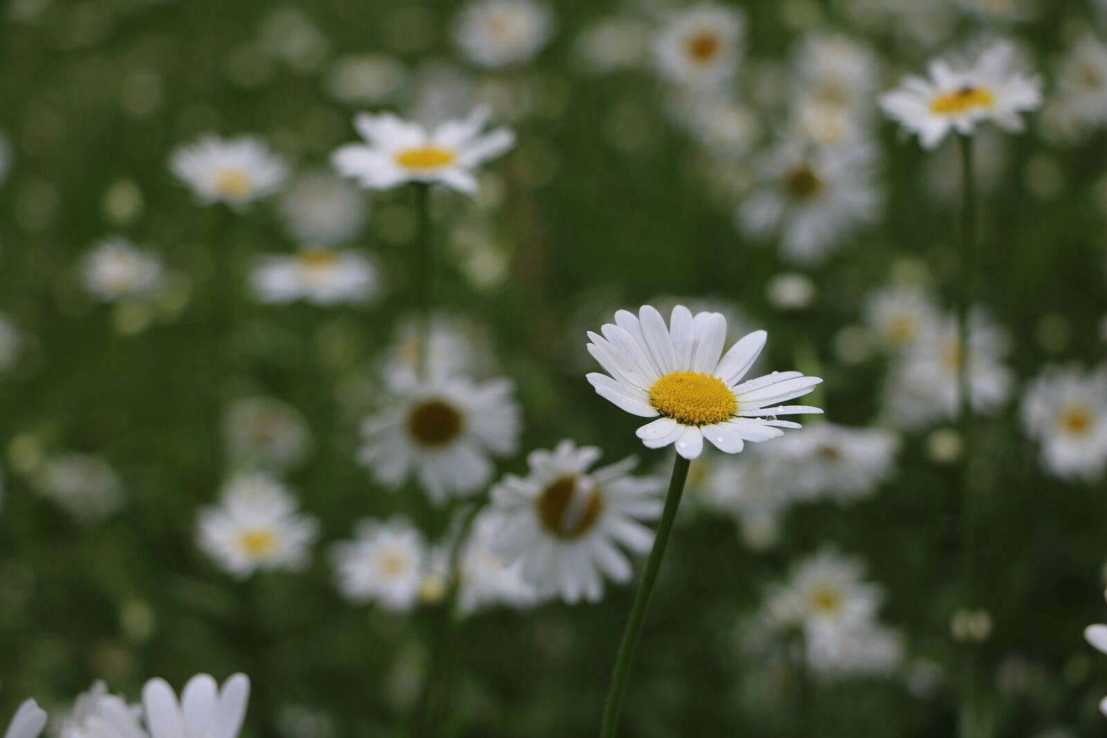 Canon EOS 750D (EOS Rebel T6i / EOS Kiss X8i) sample photo. Daisies, flower, meadow photography
