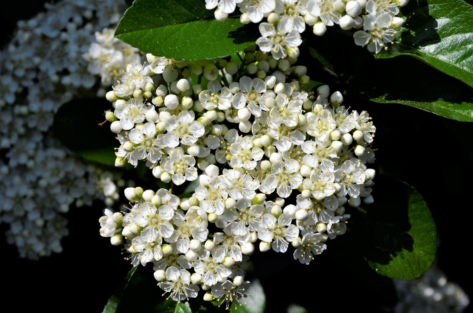 Nikon D5100 sample photo. Bloom, flower, white photography