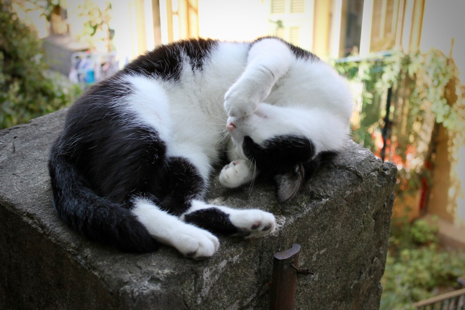 Canon EOS 1100D (EOS Rebel T3 / EOS Kiss X50) sample photo. Cat, cute, cute cat photography