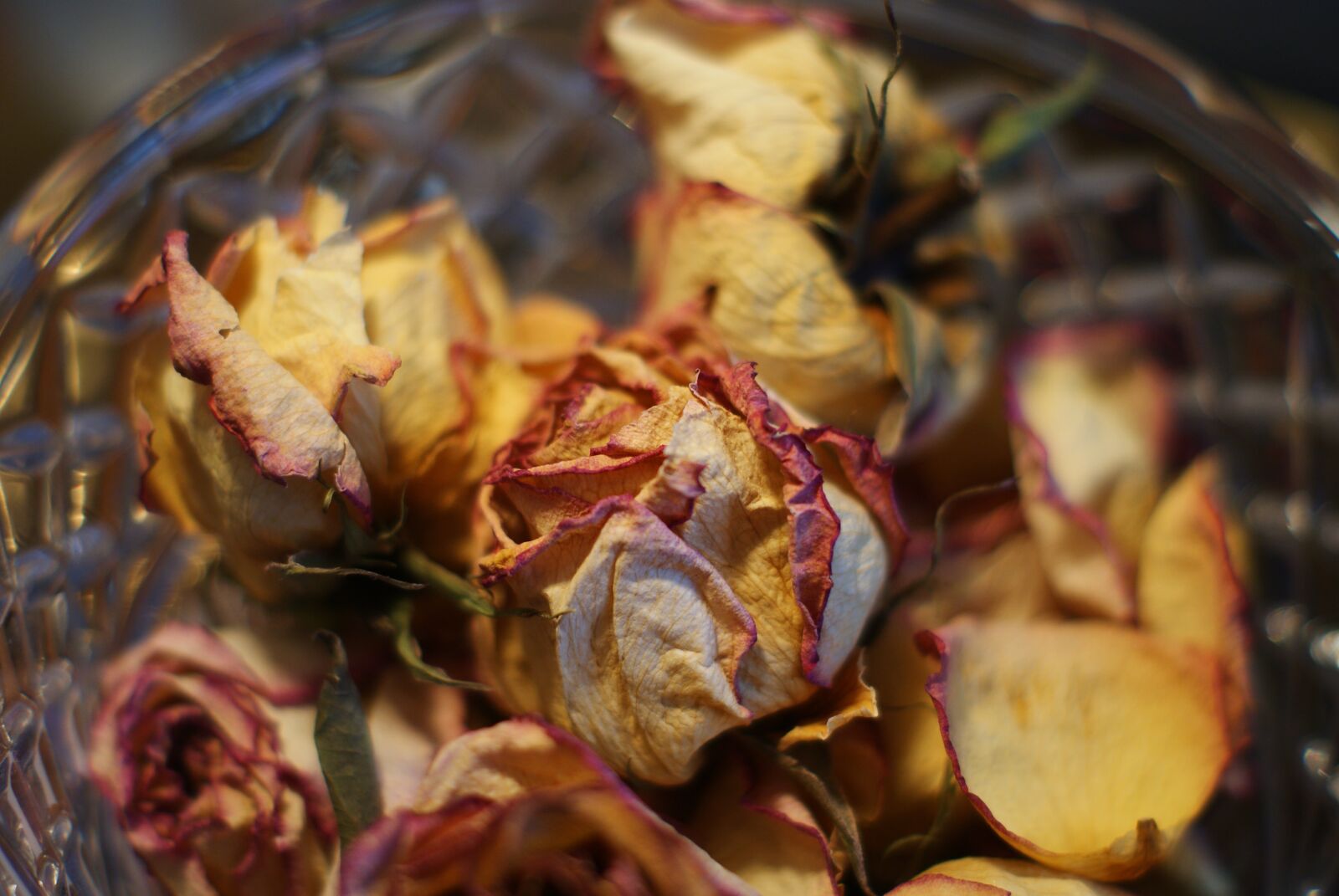 Sony Alpha DSLR-A300 sample photo. Rose, dried, christmas photography