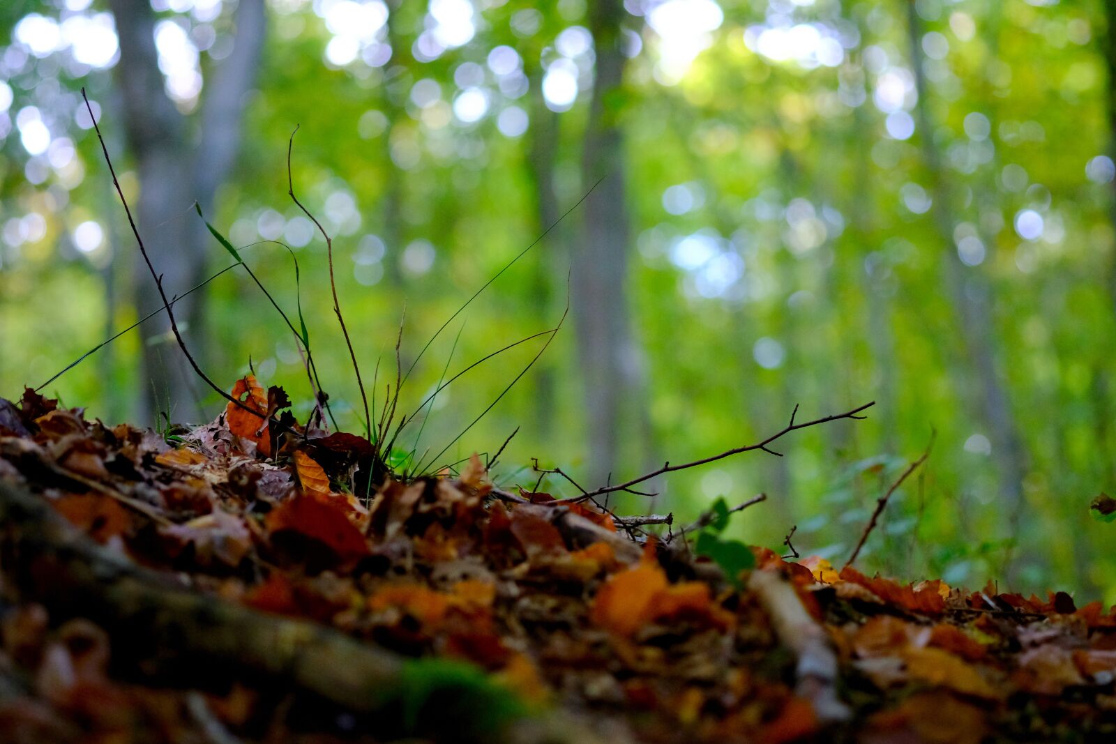 Fujifilm X-T20 sample photo. Forest floor, forest, nature photography