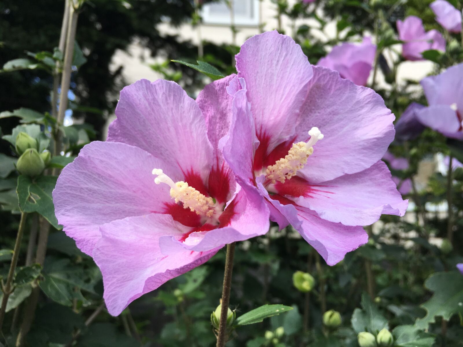 iPhone 6s back camera 4.15mm f/2.2 sample photo. Pink, order, name unknown photography