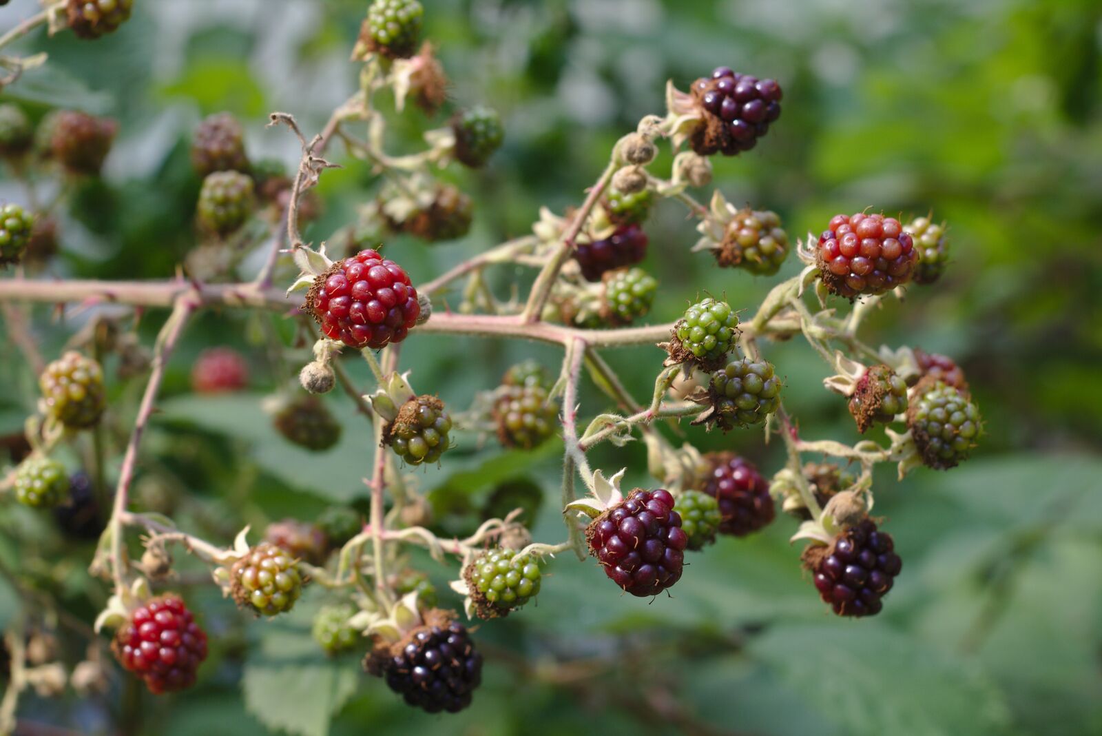 Canon EOS 750D (EOS Rebel T6i / EOS Kiss X8i) sample photo. Bokeh, berries, raspberries photography