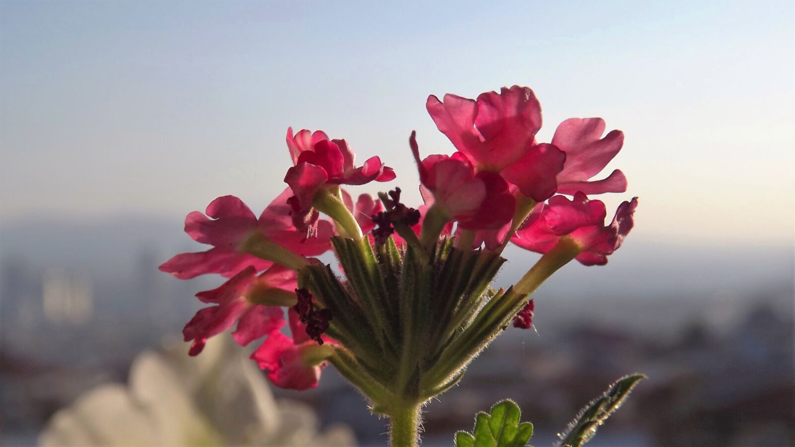 Fujifilm FinePix S3400 sample photo. Flower, chichewa pink, natural photography
