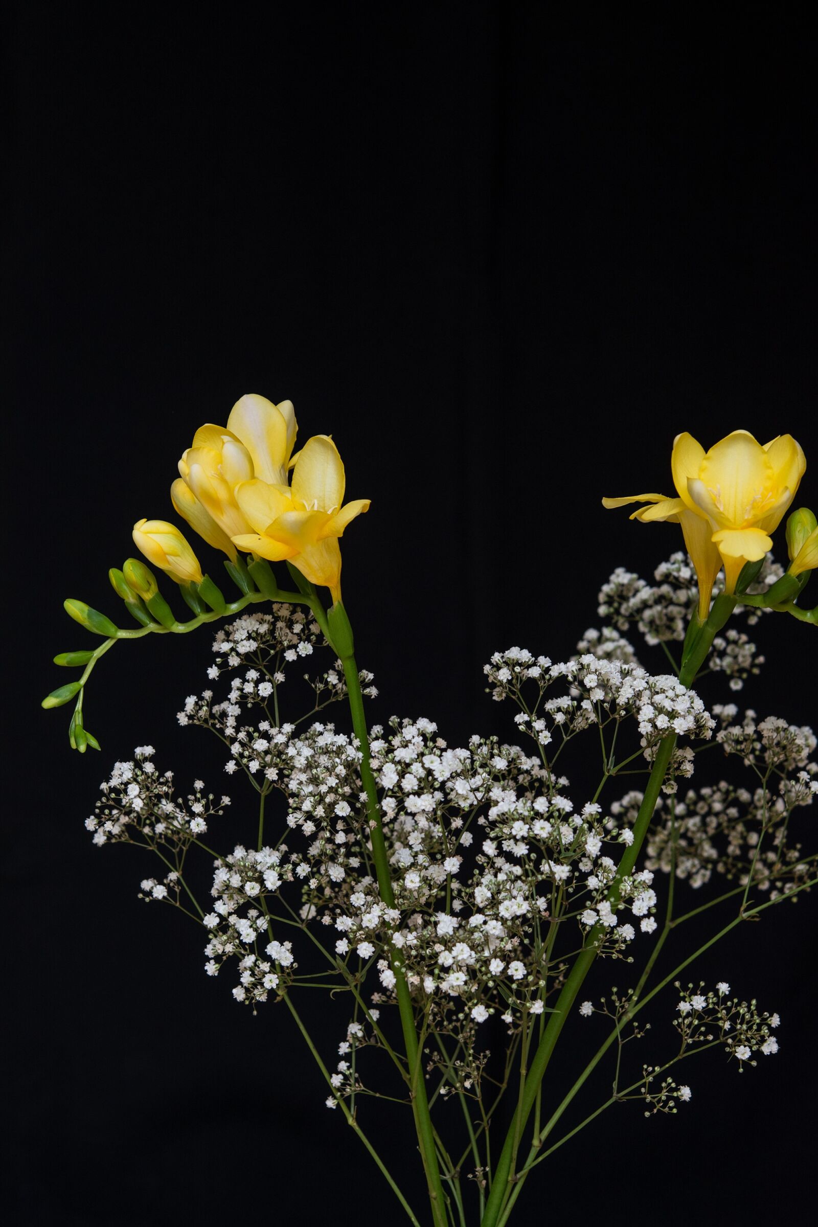 Nikon D7100 sample photo. Flowers, yellow flowers, freesia photography