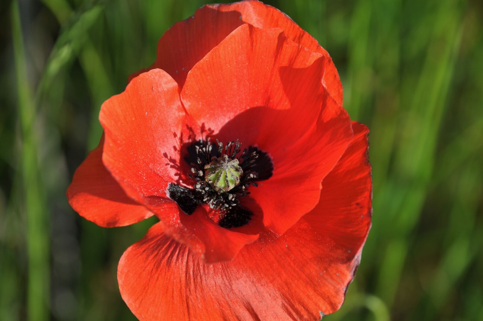 Nikon D90 sample photo. Poppy, field of poppies photography