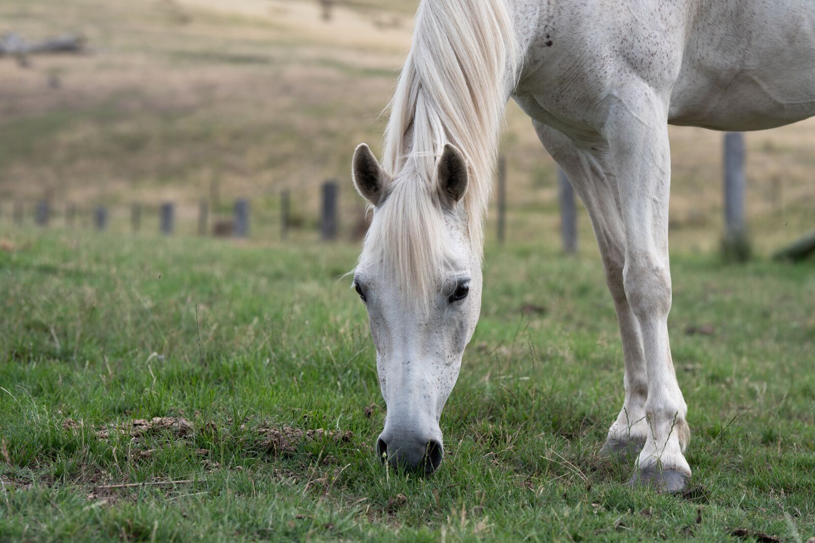 Nikon D750 sample photo. Horse, pony, equine photography