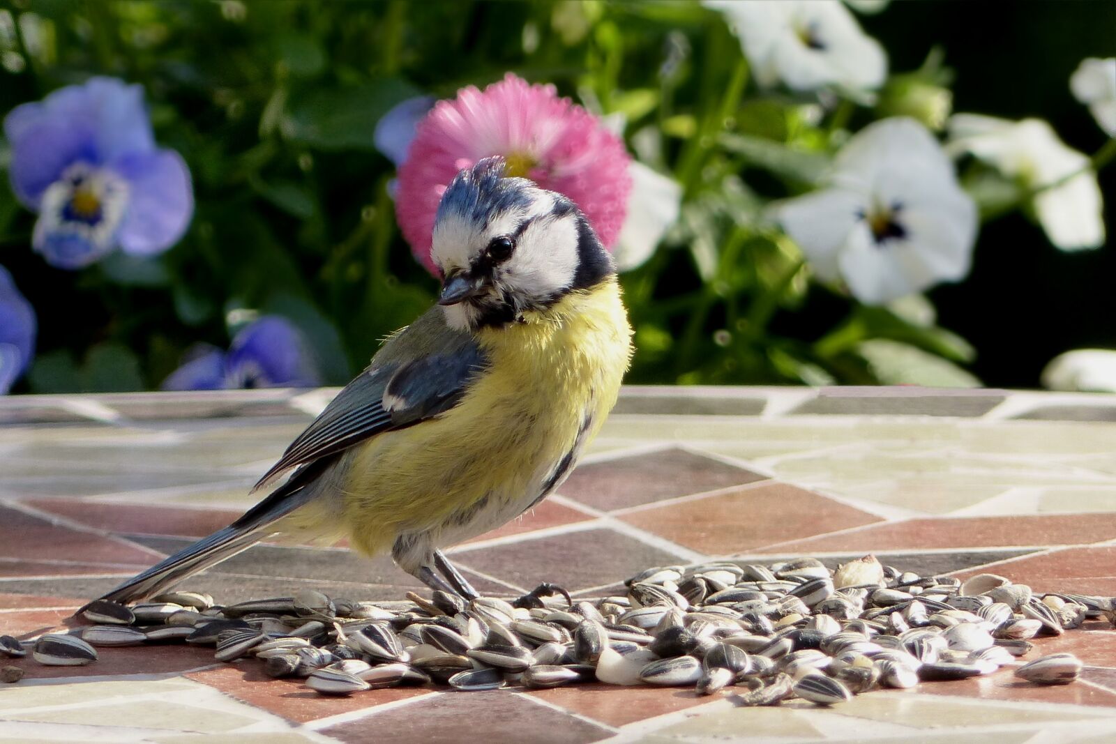 Panasonic Lumix DMC-FZ200 sample photo. Animal, bird, tit photography