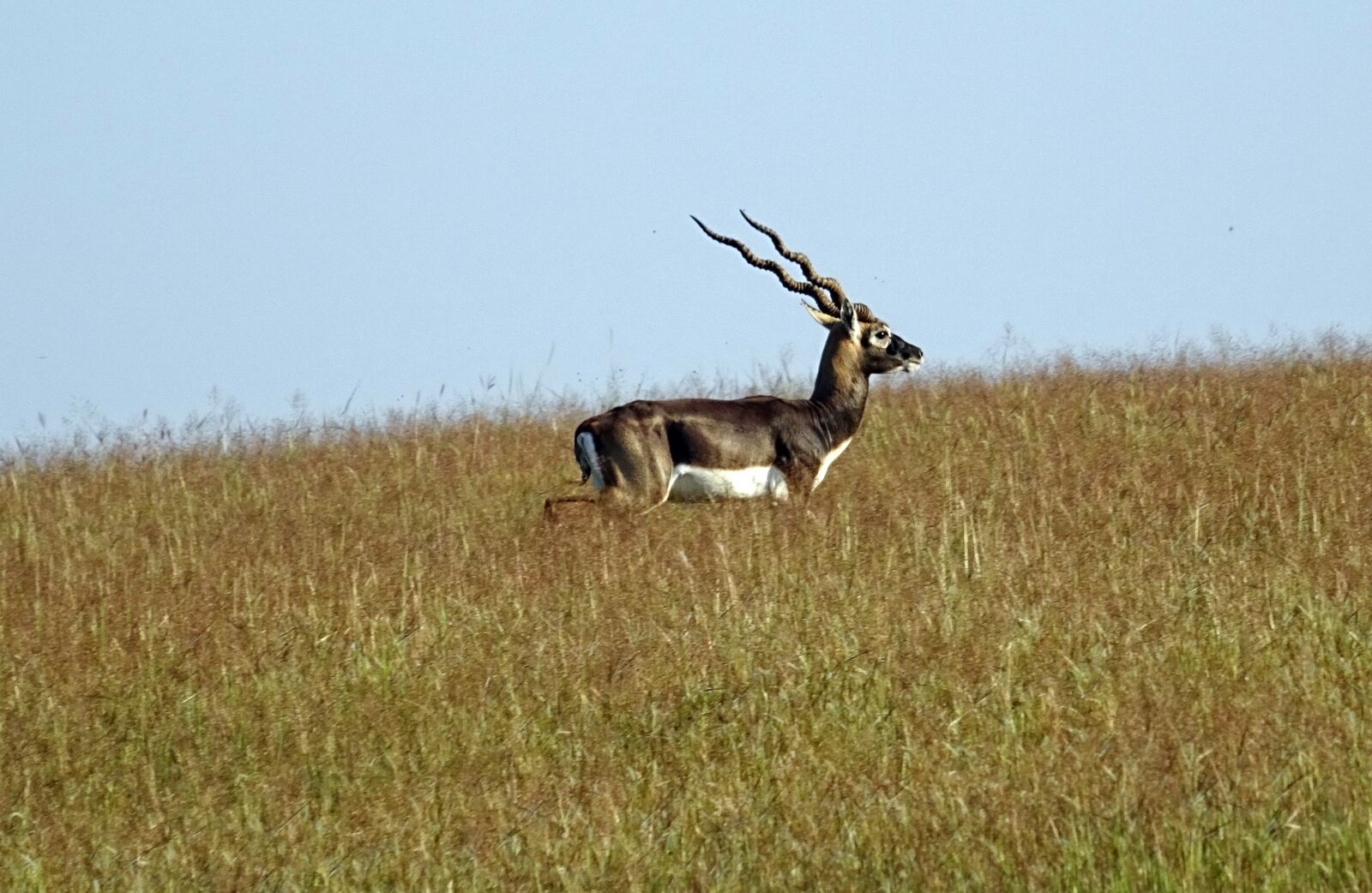 Sony DSC-HX60V sample photo. Blackbuck, antelope, wild photography