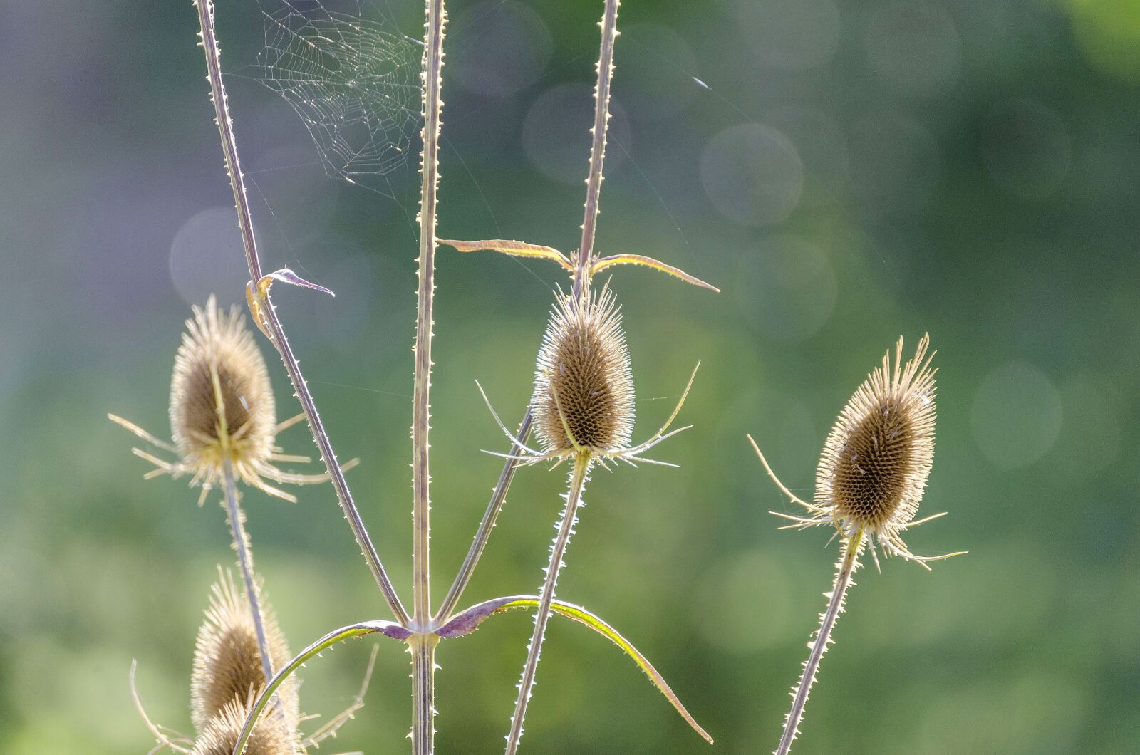 Tamron SP 70-300mm F4-5.6 Di VC USD sample photo. Thistle, macro, flower photography
