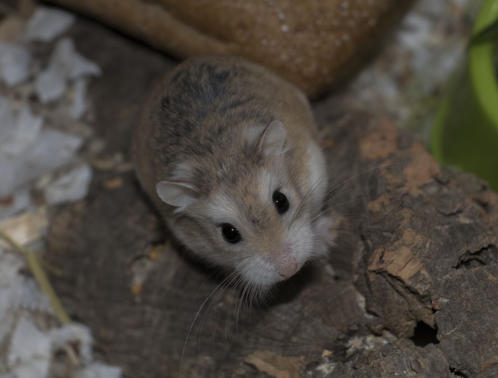 Canon EOS 80D sample photo. Animal, animal, photography, hamster photography