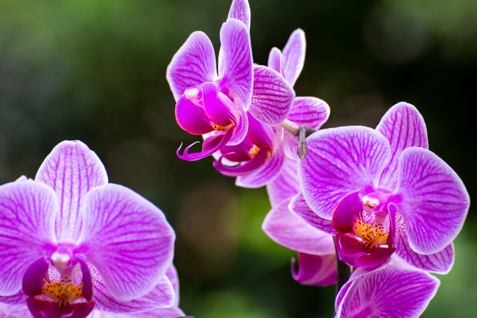 Sony a6500 sample photo. Flowers, orchids, color photography