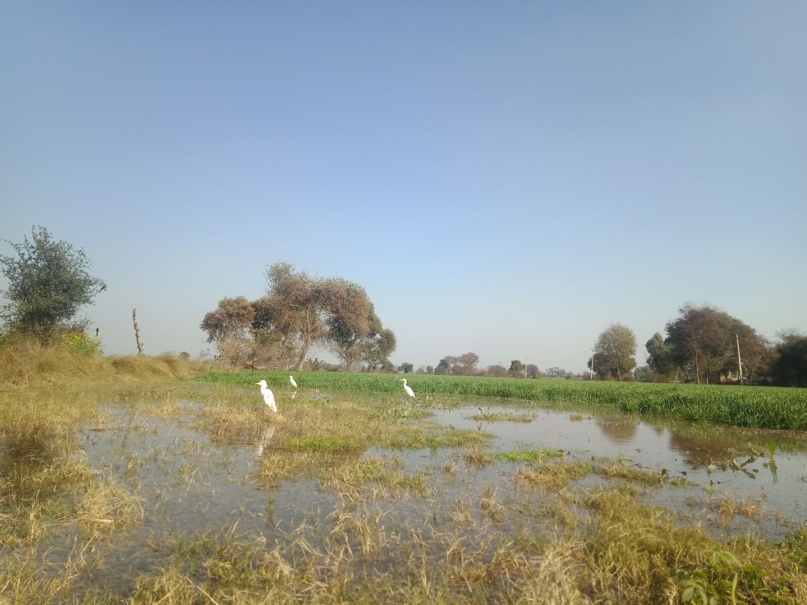 OPPO A83 sample photo. Birds, water, green photography