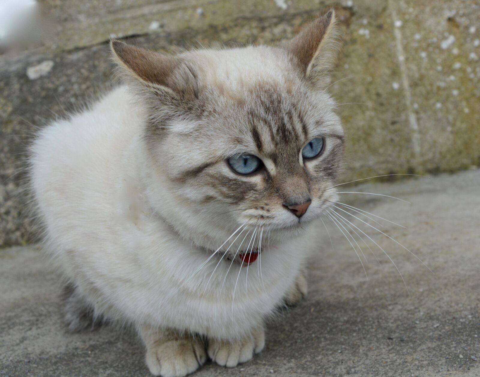 Nikon D5200 sample photo. Cat, blue eyes, animal photography