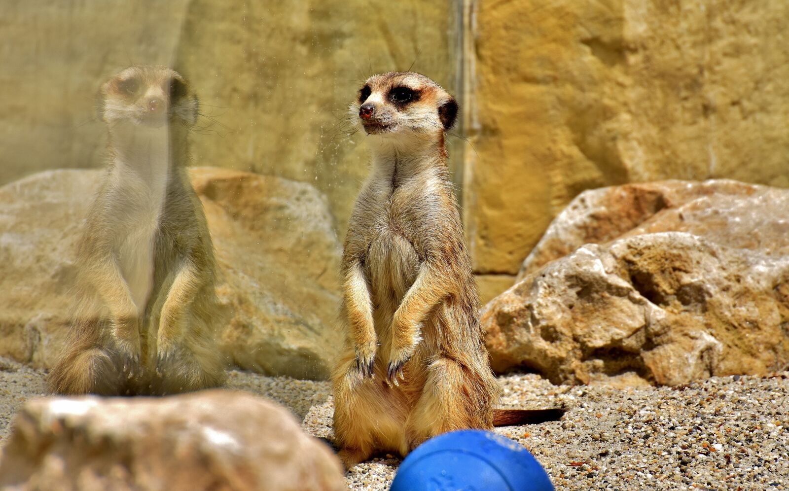 Nikon D7200 sample photo. Meerkat, mirroring, cute photography