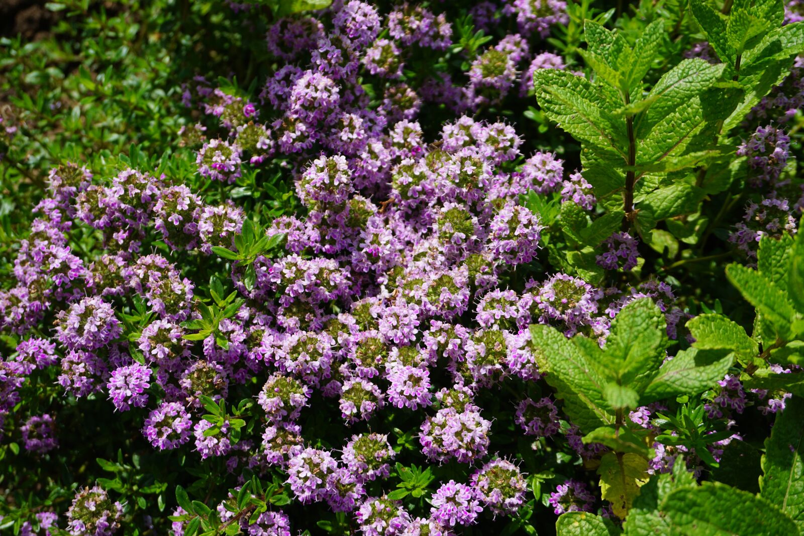 Sony E 16-50mm F3.5-5.6 PZ OSS sample photo. Garden, herbs, savory photography