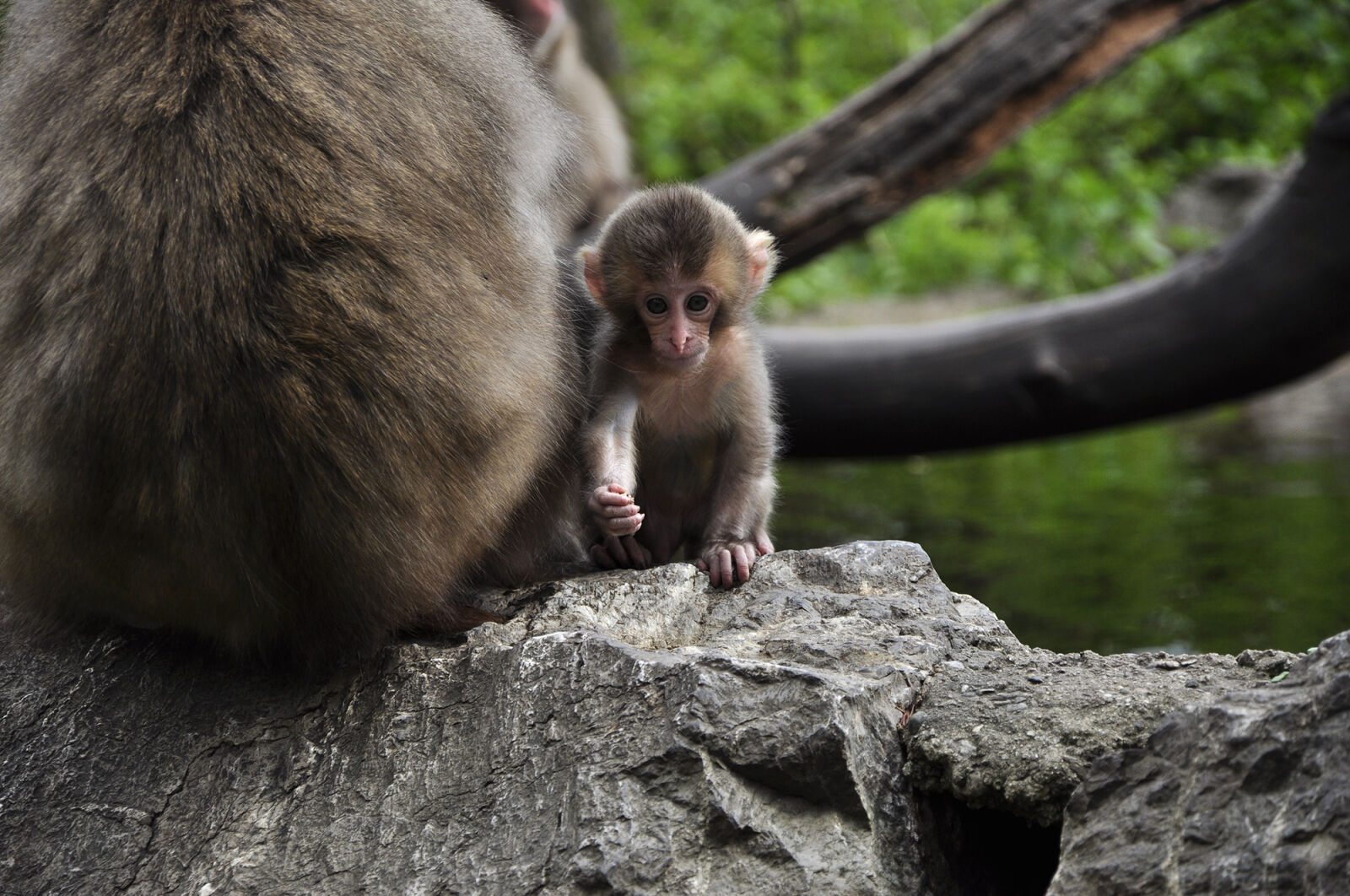 Nikon D90 sample photo. Animal, monkey photography