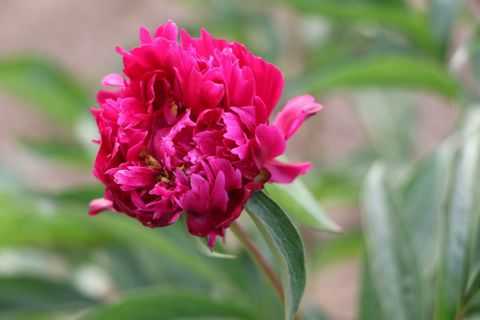 Canon EOS 7D Mark II sample photo. Chinese herbaceous peony, flower photography
