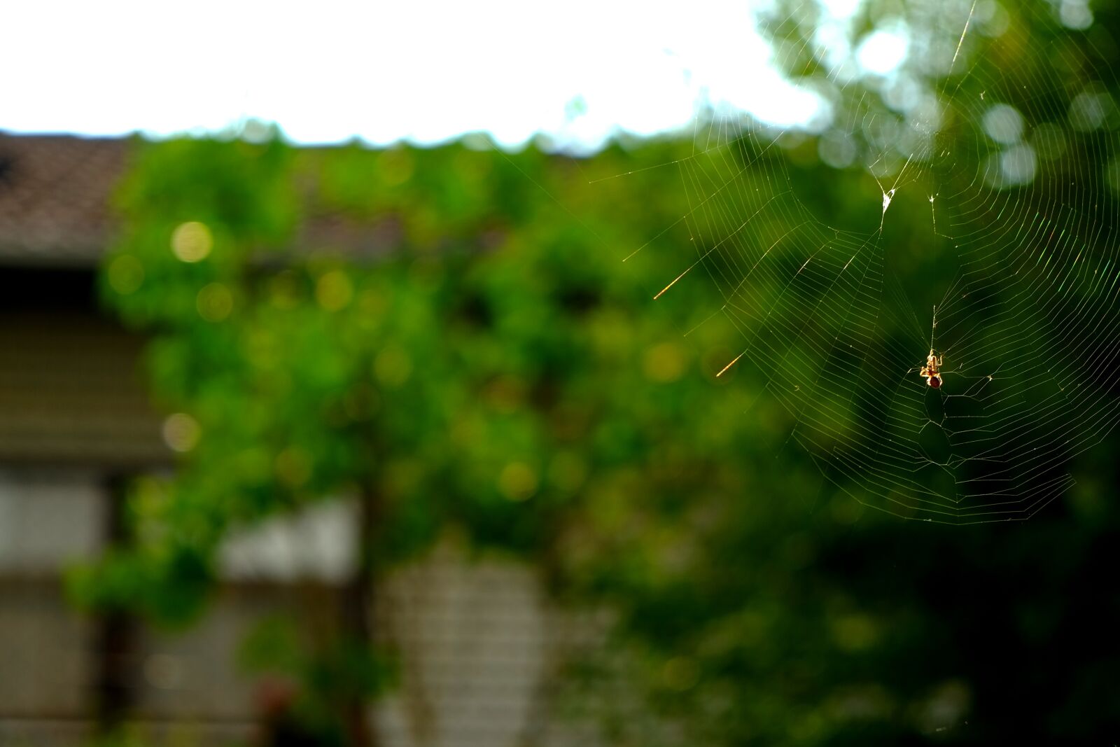 Fujifilm X-E1 sample photo. Cobweb, spider, nature photography