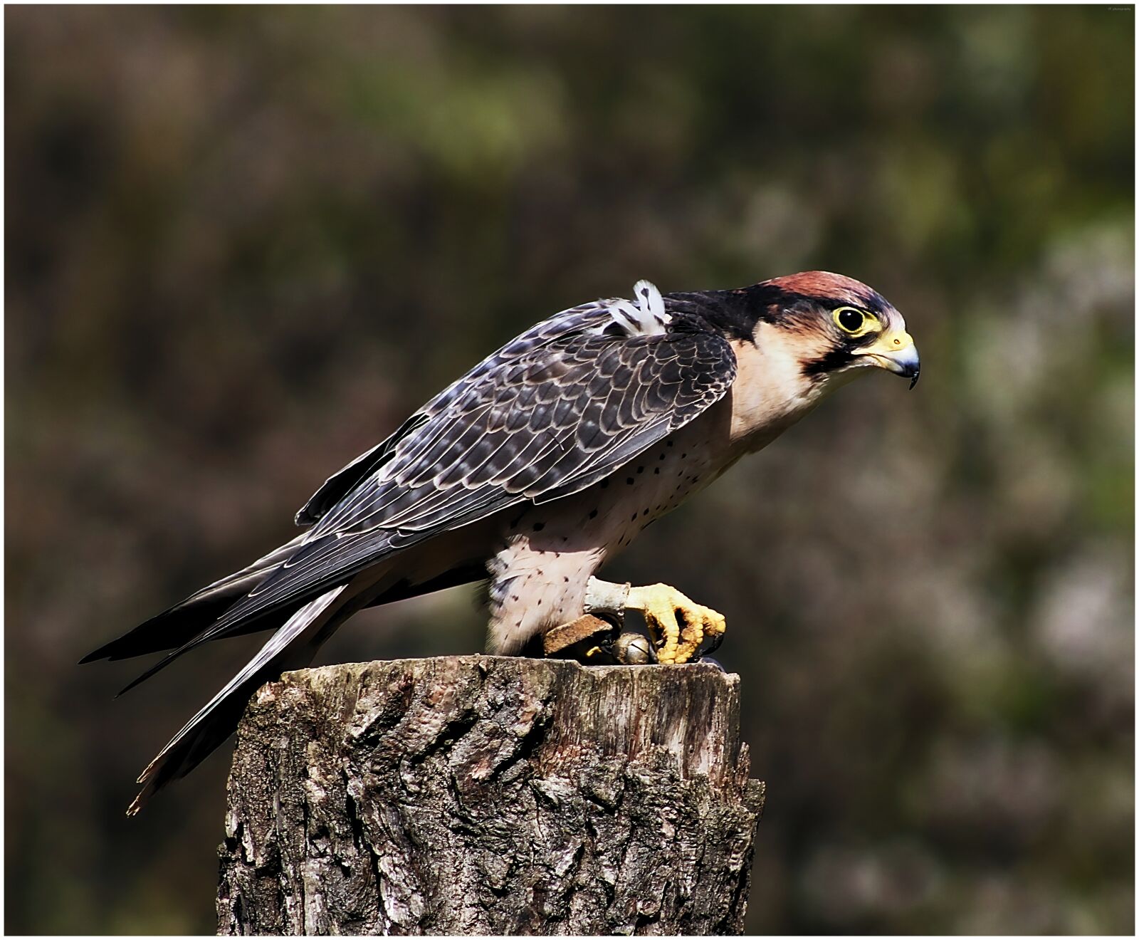 Canon EF75-300mm f/4-5.6 sample photo. Adler, zoo, bird photography