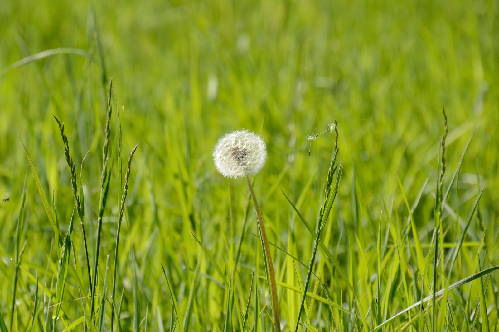Nikon D7000 sample photo. Dandelion, bees, spring photography