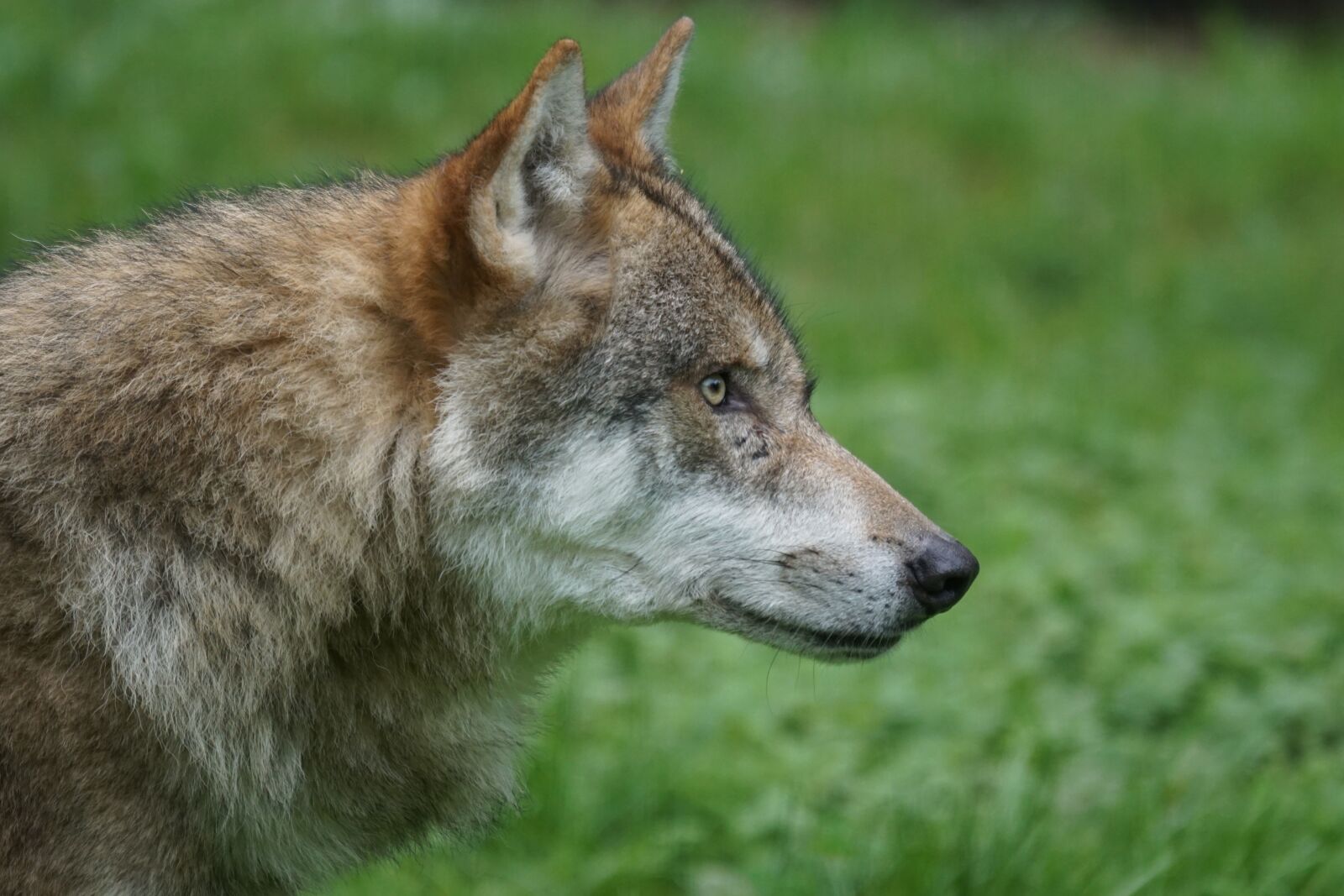Sony ILCA-77M2 + Sony 70-400mm F4-5.6 G SSM sample photo. Wolf, predator, carnivores photography