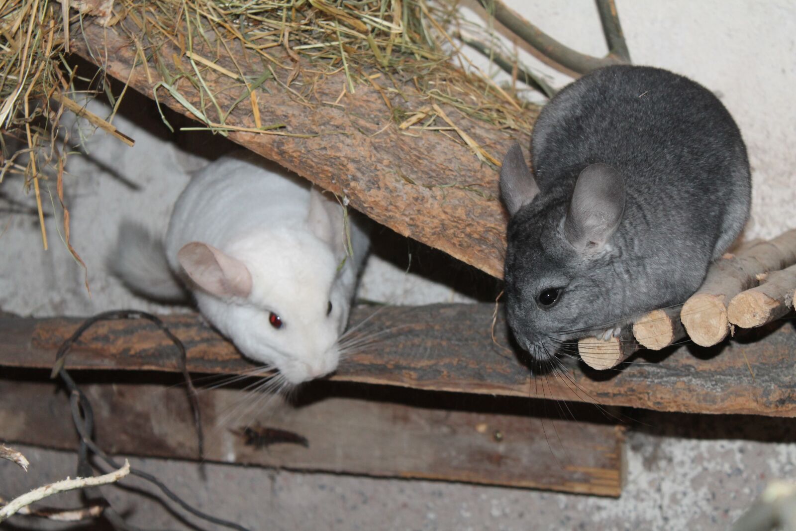 Canon EOS 1100D (EOS Rebel T3 / EOS Kiss X50) sample photo. Chinchilla, pet, animal photography