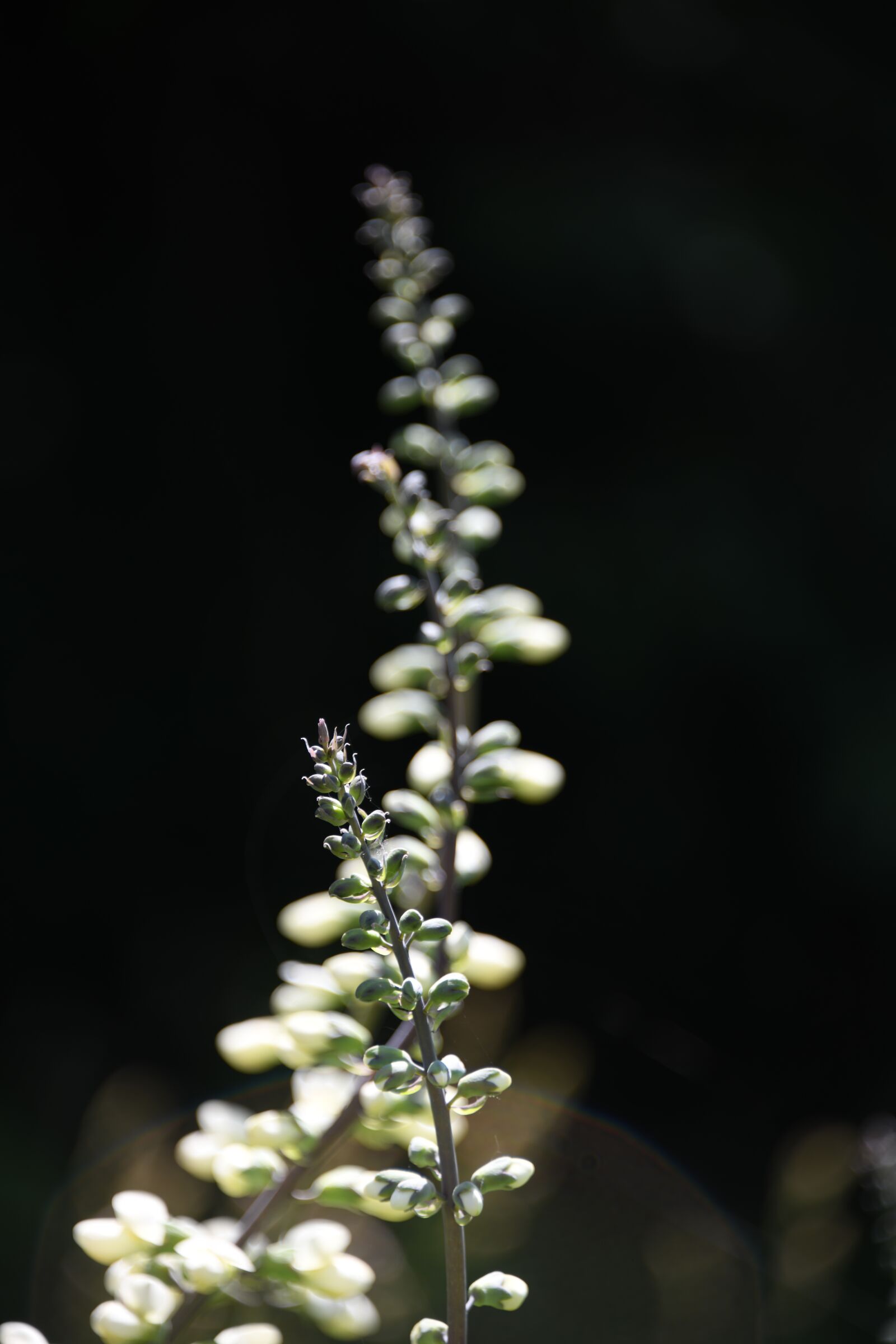 Nikon D850 sample photo. Indigo, wildflower, white photography