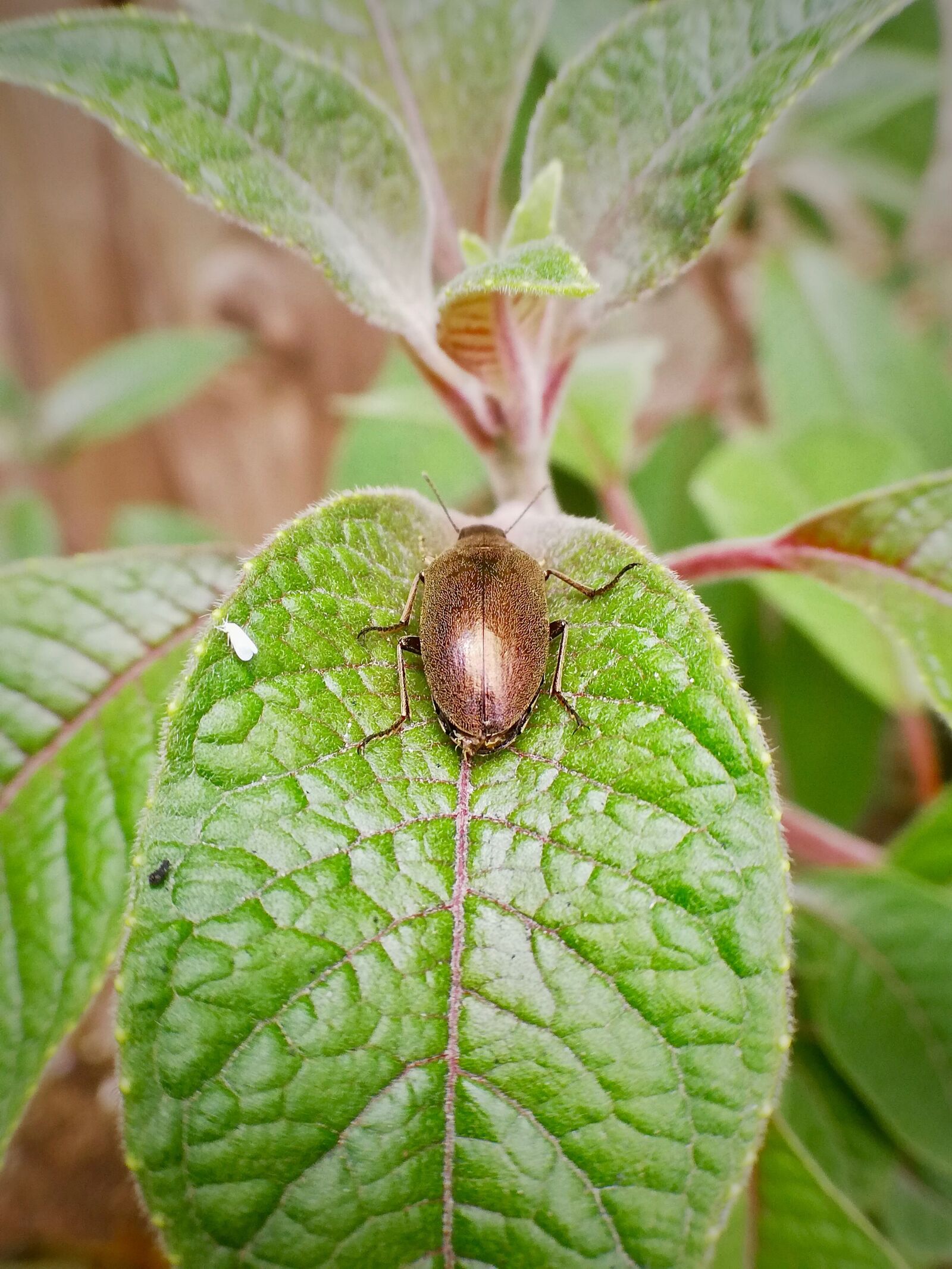 HUAWEI P20 lite sample photo. Beetle, flying, insect photography