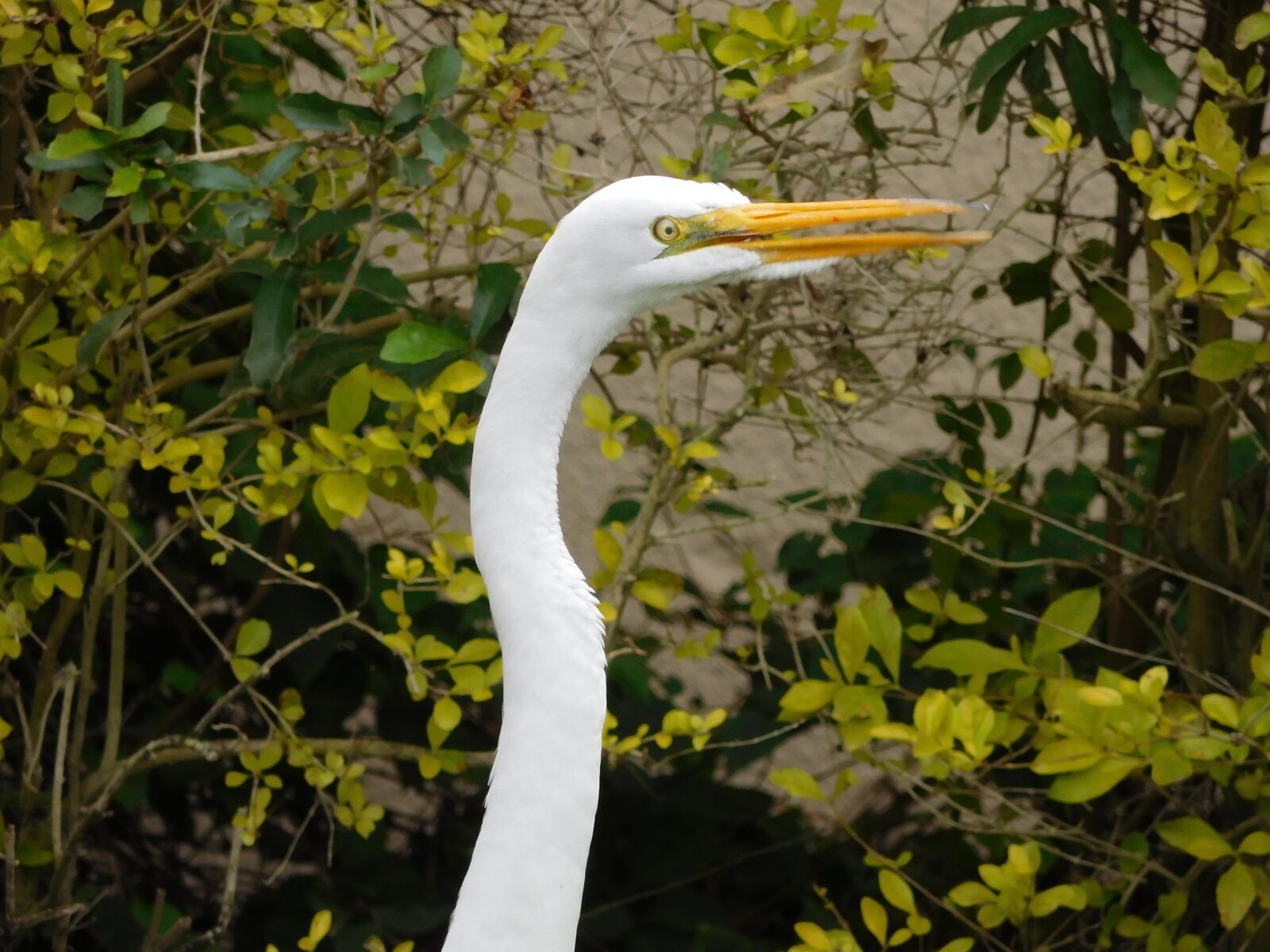Nikon Coolpix S7000 sample photo. Bird, egret, wild photography