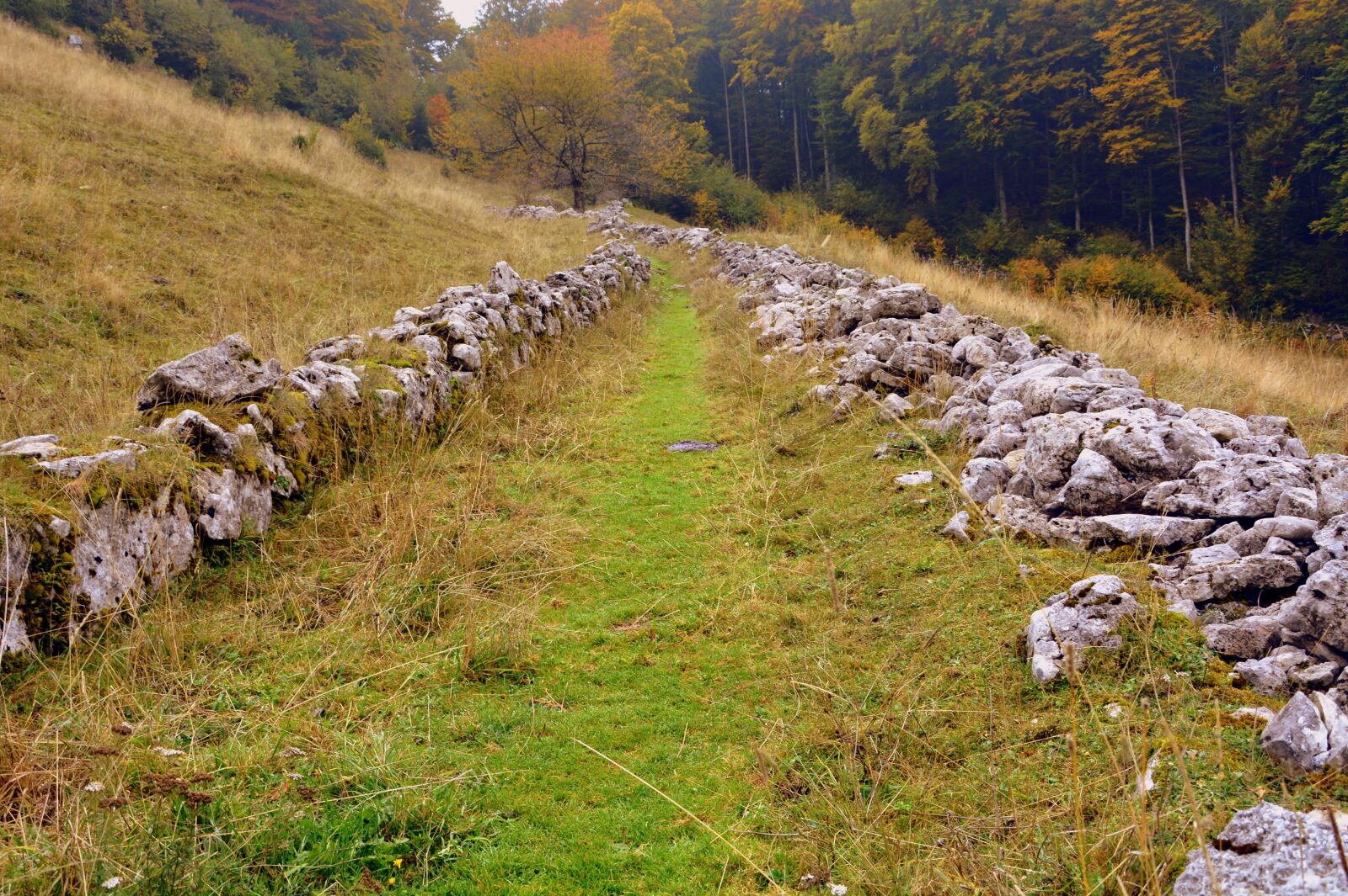 Nikon D7100 sample photo. Trail, stones, grass photography