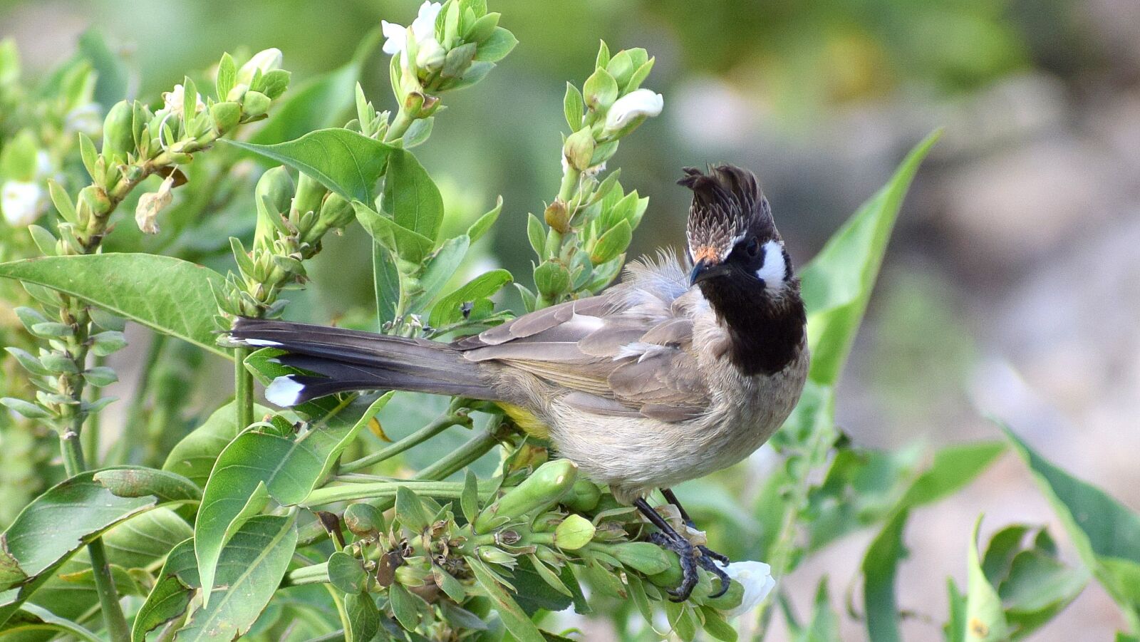 Nikon D3300 sample photo. Nature, bird, outdoors photography