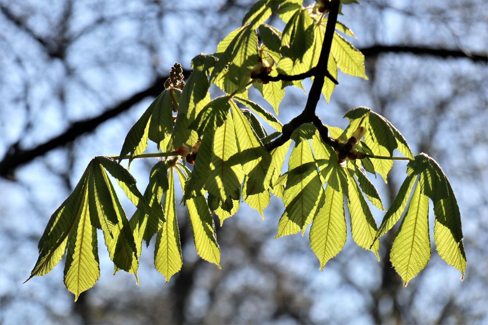 Canon EOS M6 sample photo. April, awakening, spring photography